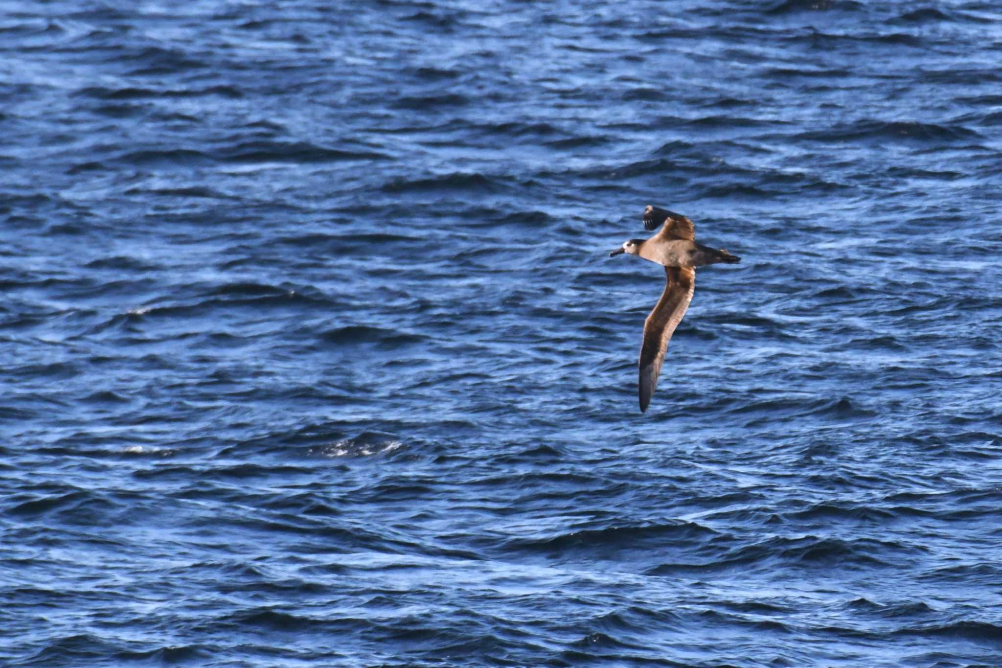 Black-footed Albatross