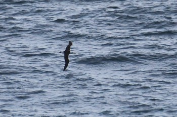 Laysan Albatross 大洗-苫小牧航路 Fri, 10/28/2022