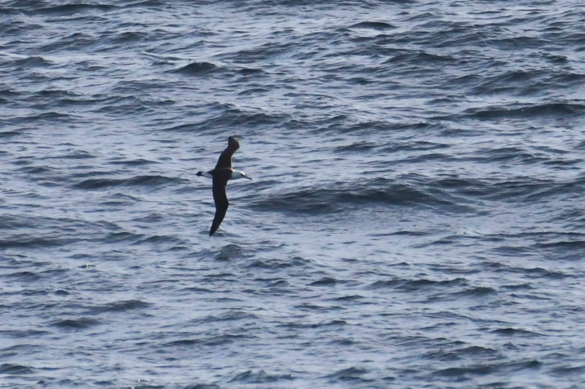 Laysan Albatross