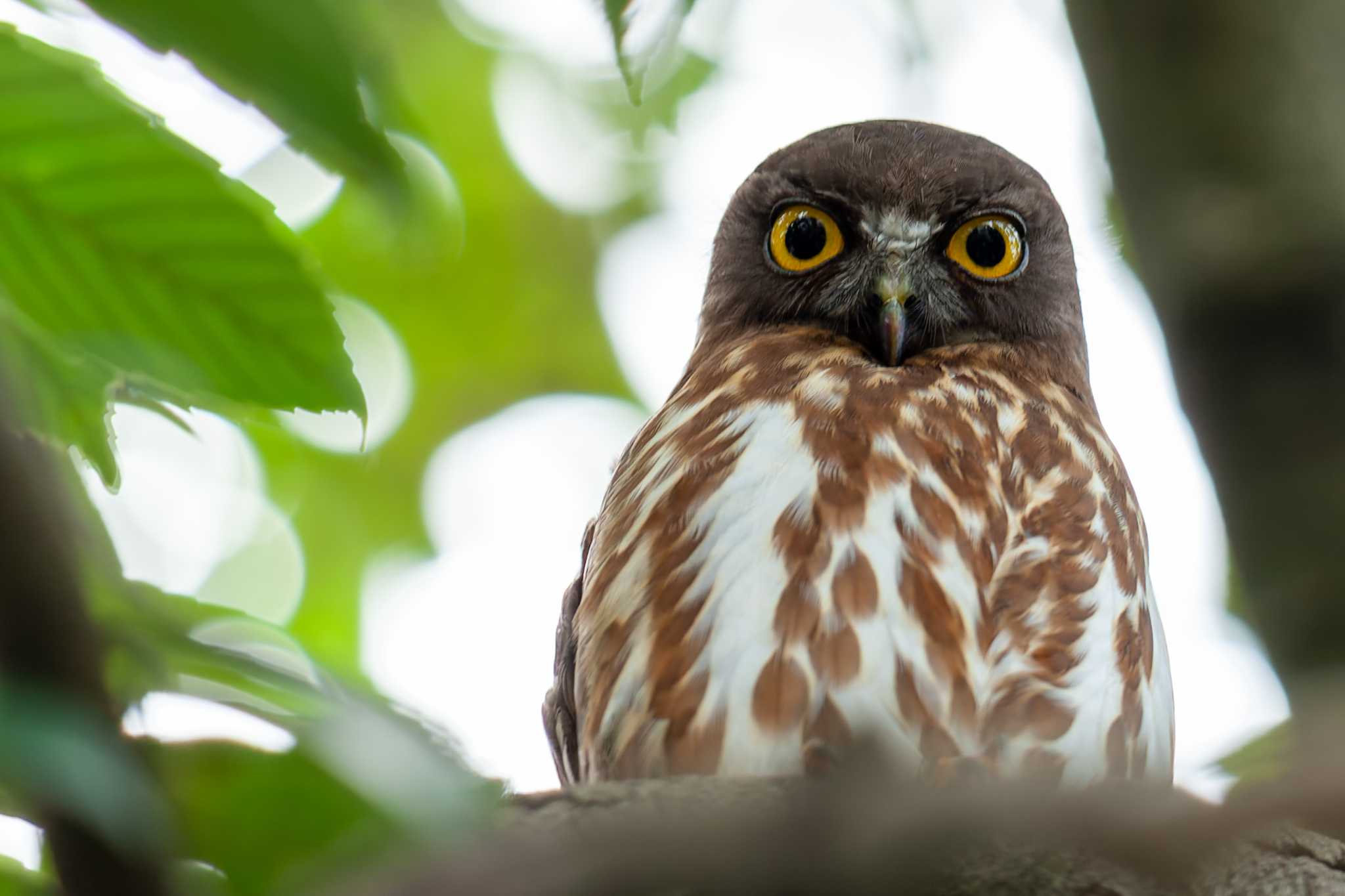 福岡県 アオバズクの写真 by そいぎんた