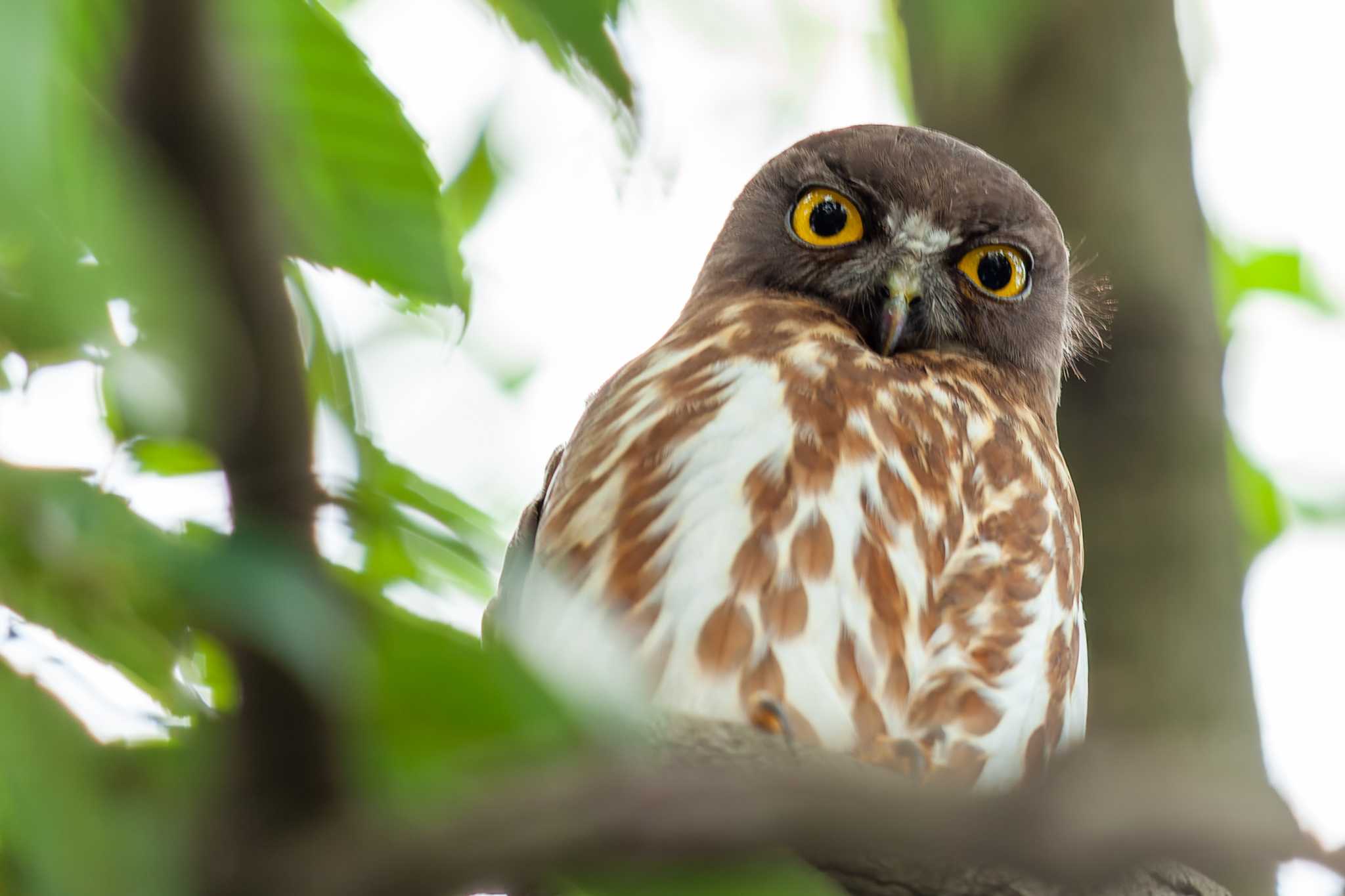 福岡県 アオバズクの写真 by そいぎんた