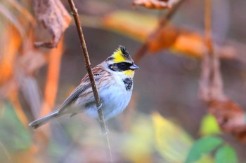 Yellow-throated Bunting Unknown Spots Fri, 11/18/2022