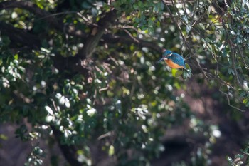 カワセミ 明石公園 2018年2月18日(日)