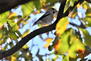 シメ 神代植物公園 2022年11月17日(木)