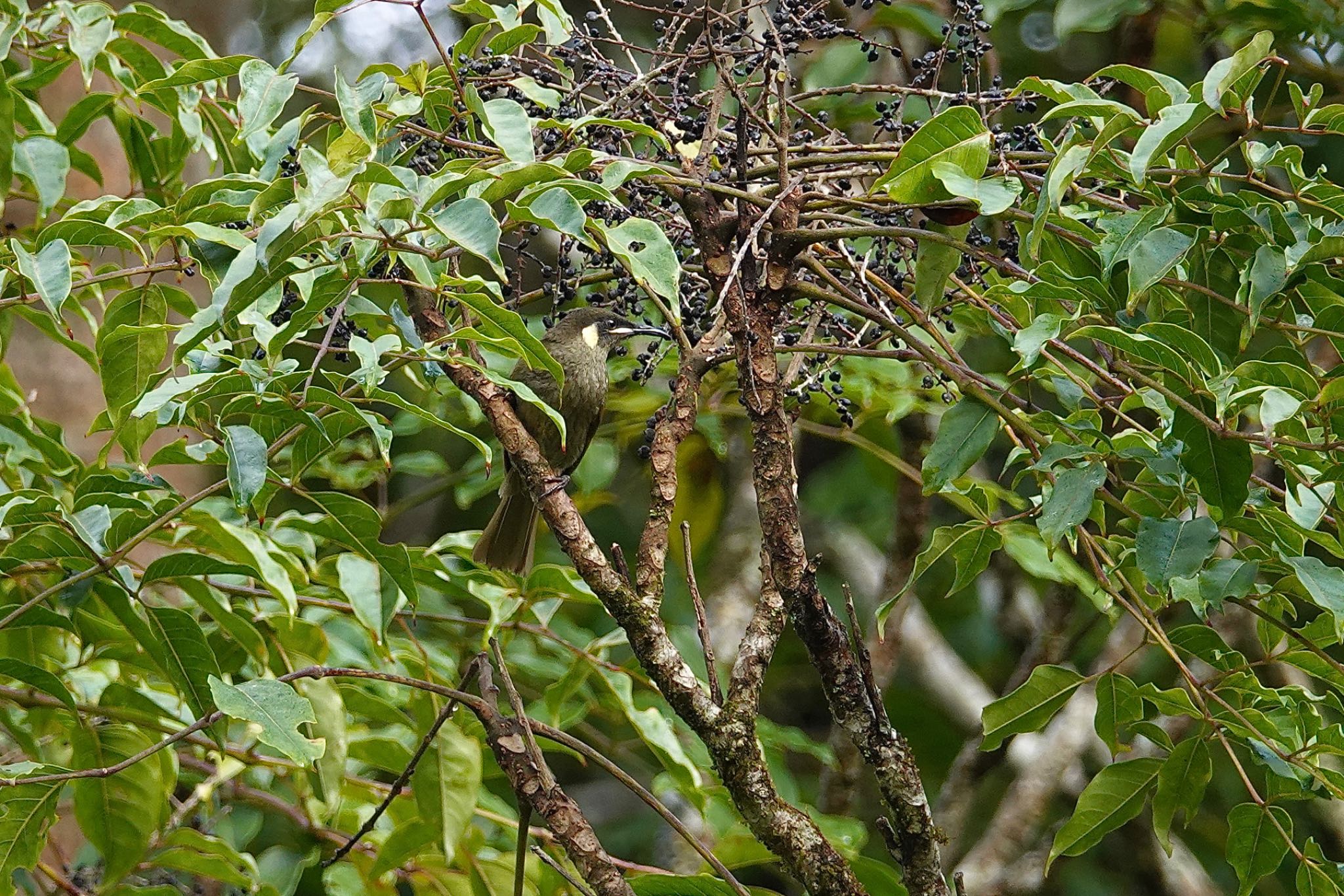 Photo of Lewin's Honeyeater at Chambers Wildlife Rainforest Lodges 周辺 by のどか