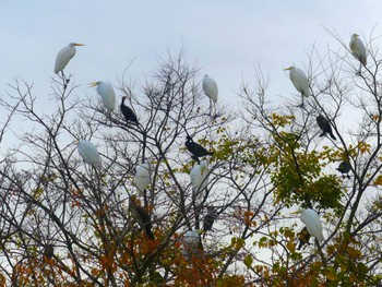 Great Egret(modesta)  小畔水鳥の郷公園 Thu, 11/17/2022