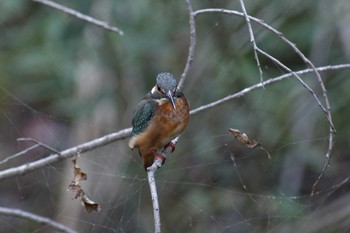 Common Kingfisher 横浜市立金沢自然公園 Fri, 11/18/2022