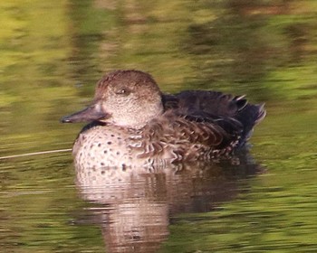 Fri, 11/18/2022 Birding report at いたすけ古墳