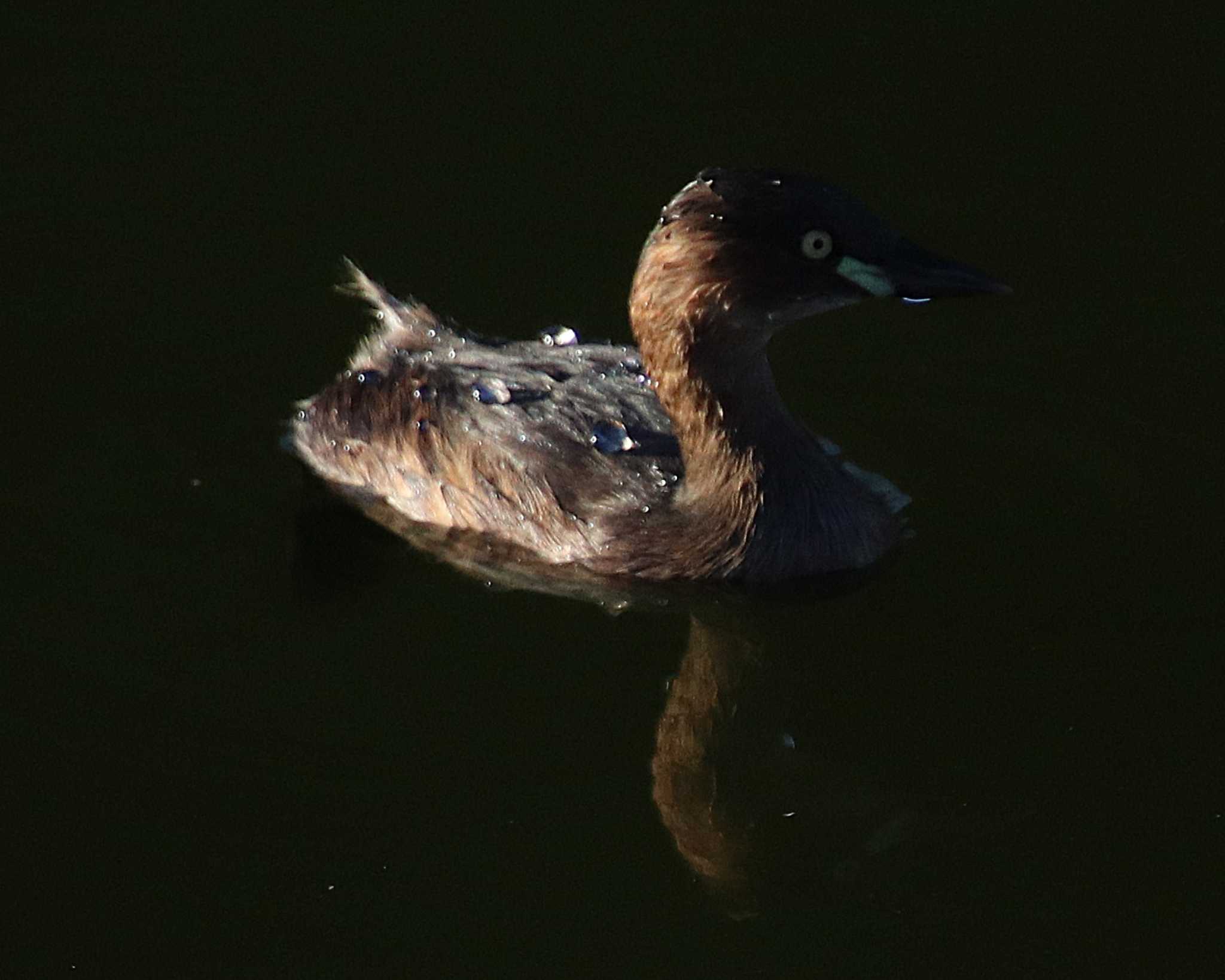 Little Grebe