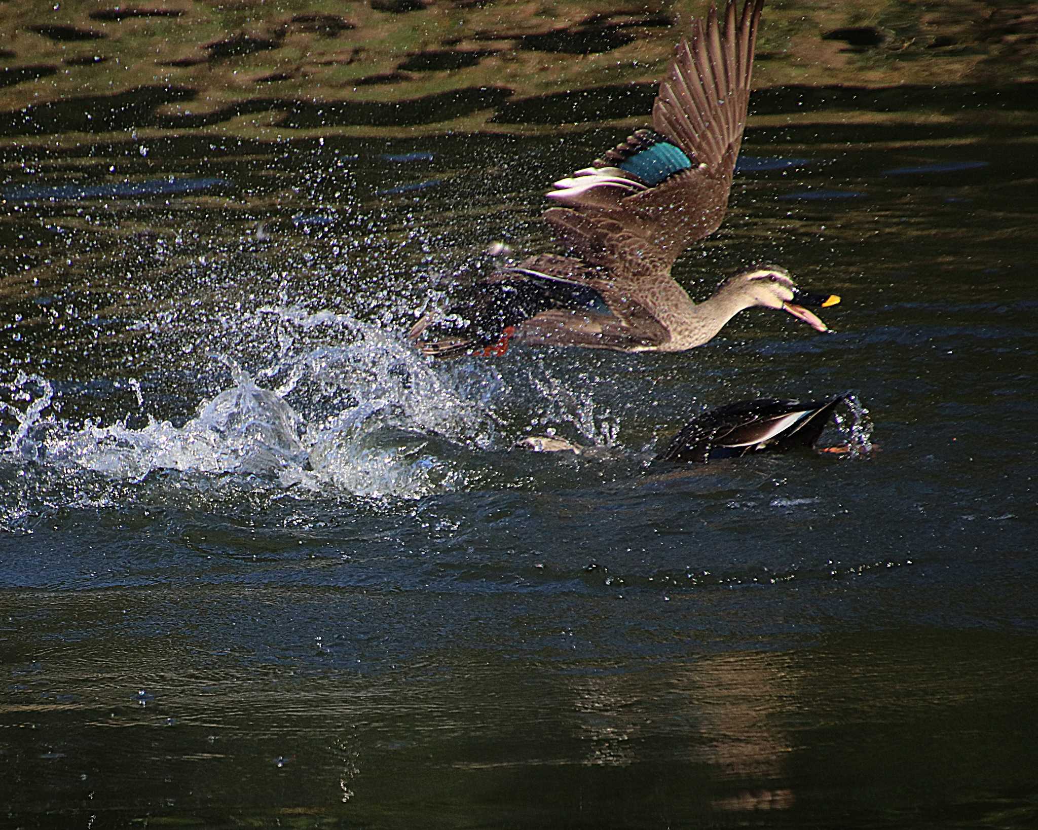 Eastern Spot-billed Duck