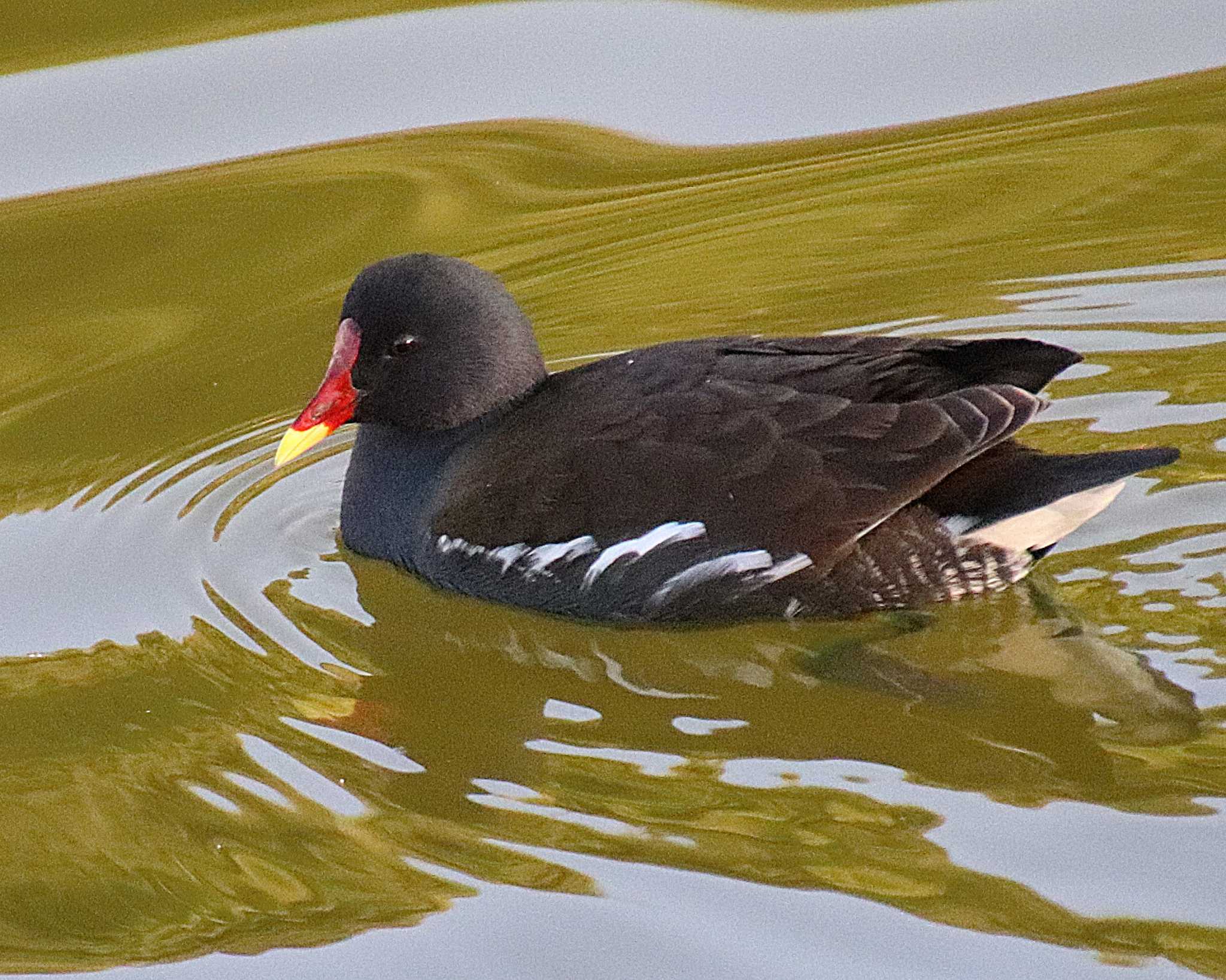 Common Moorhen