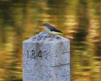 2022年11月18日(金) 大仙陵古墳の野鳥観察記録