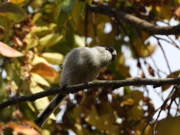 2022年11月16日(水) 智光山公園の野鳥観察記録