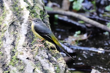 Grey Wagtail 堺市内 Sun, 11/6/2022