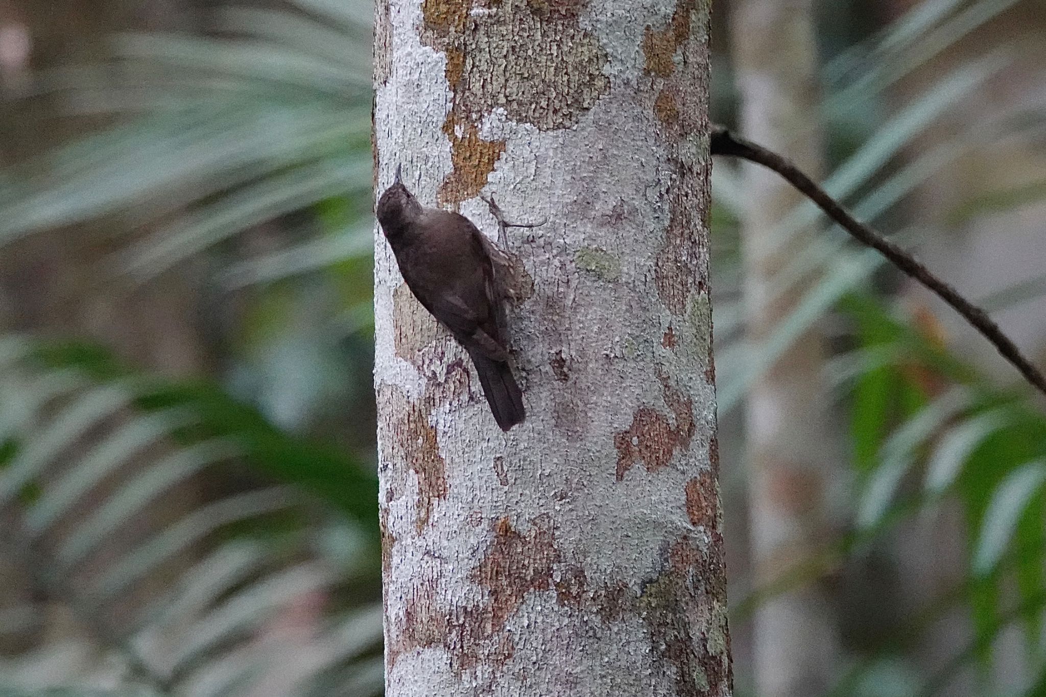 Chambers Wildlife Rainforest Lodges 周辺 ノドジロキノボリの写真