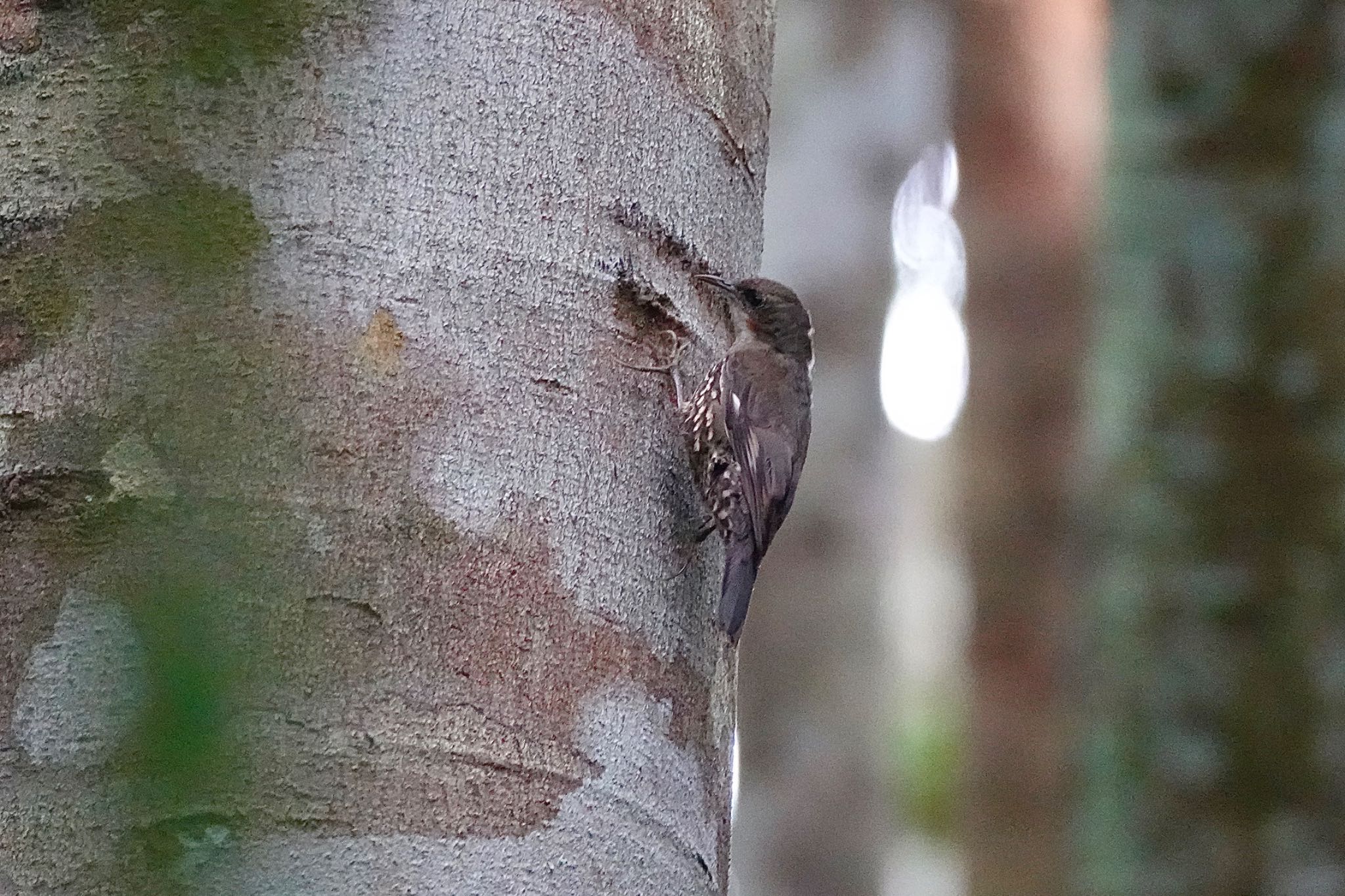 Chambers Wildlife Rainforest Lodges 周辺 ノドジロキノボリの写真