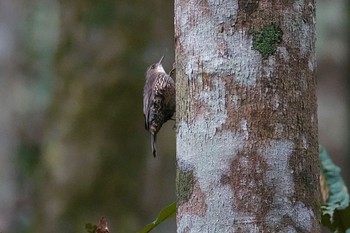 White-throated Treecreeper Chambers Wildlife Rainforest Lodges 周辺 Thu, 10/6/2022