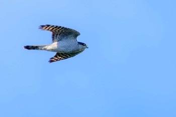 Eurasian Sparrowhawk 部崎灯台 Fri, 10/21/2022