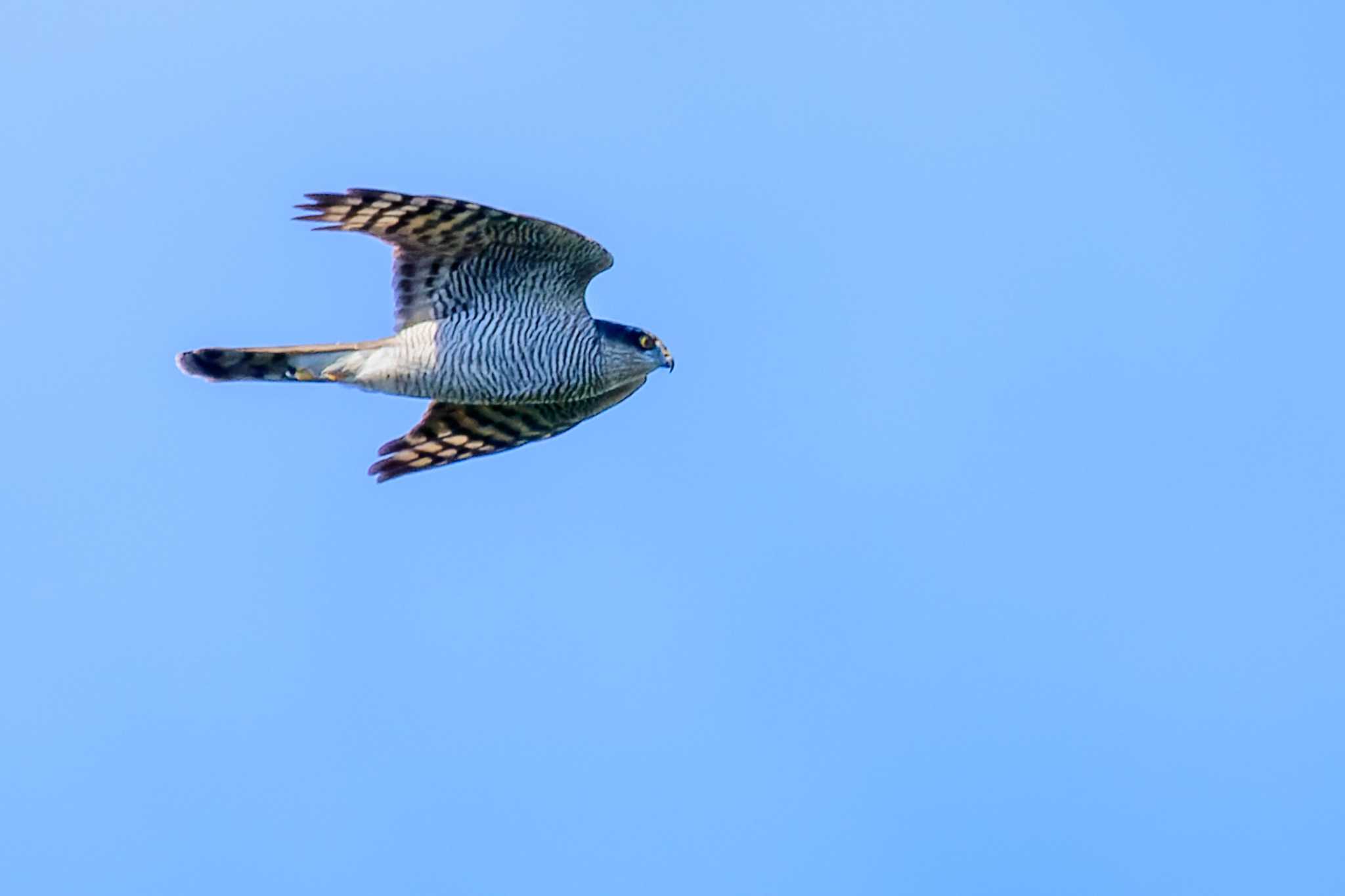 Photo of Eurasian Sparrowhawk at 部崎灯台 by そいぎんた