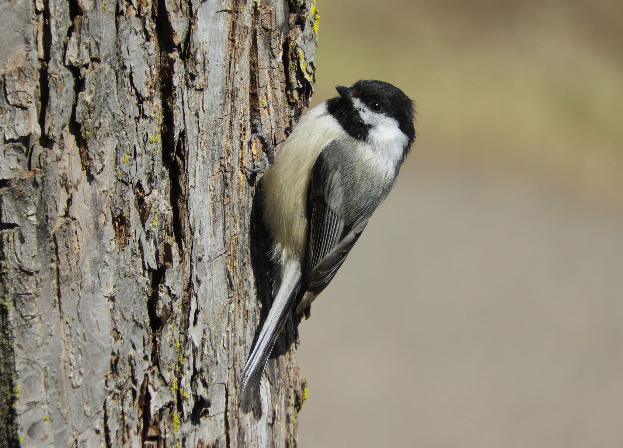 Black-capped Chickadee