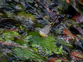 2022年11月18日(金) 妙正寺川の野鳥観察記録