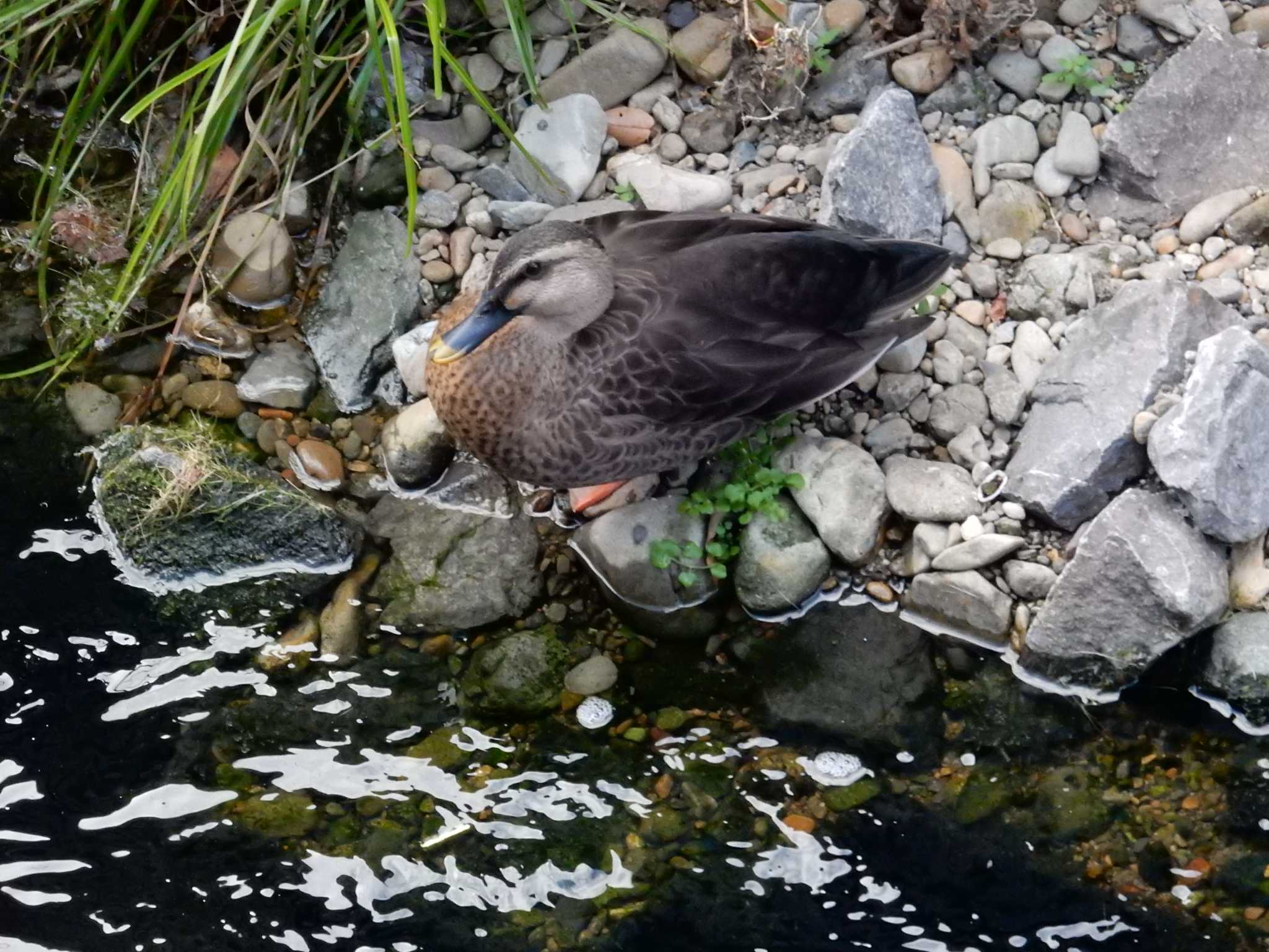 妙正寺川 カルガモの写真