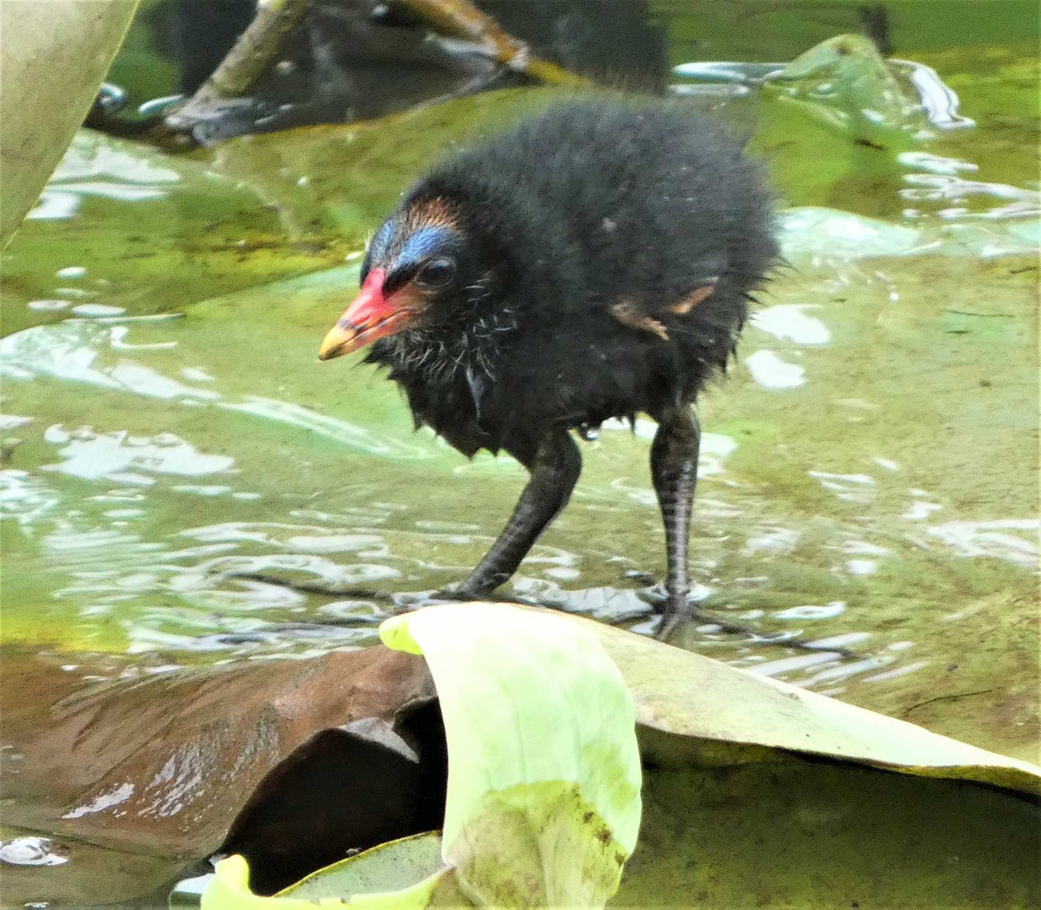 渡良瀬遊水地 バンの写真