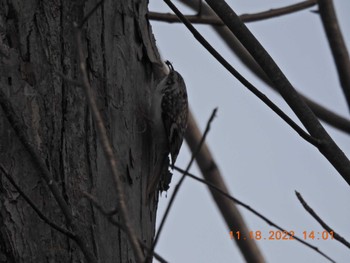 Brown Creeper