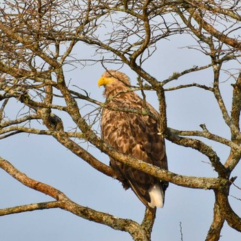 Fri, 11/18/2022 Birding report at 風蓮湖