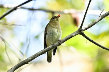 キビタキ 伊香保自然公園 2022年10月11日(火)