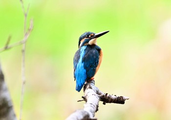 Common Kingfisher 古河公方公園 Fri, 11/18/2022