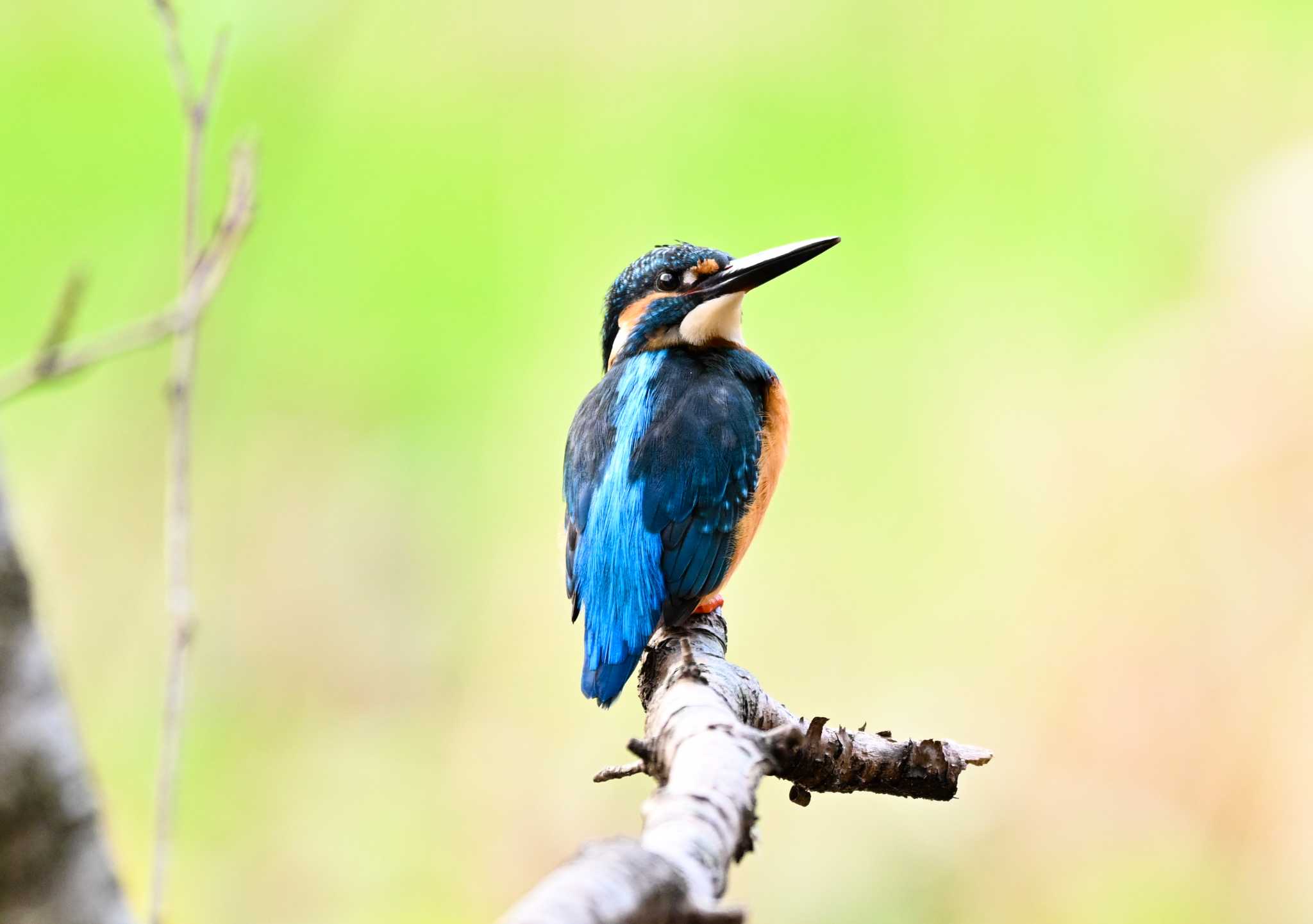 Common Kingfisher