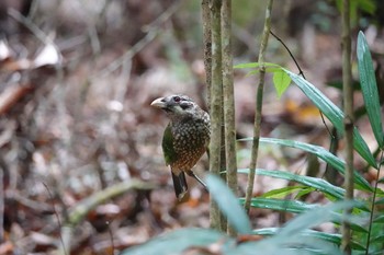 マダラネコドリ Chambers Wildlife Rainforest Lodges 周辺 2022年10月6日(木)