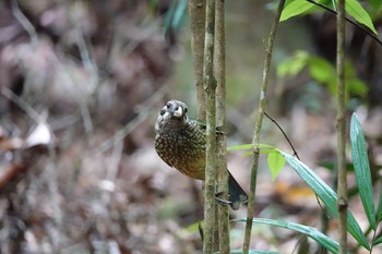 Spotted Catbird Chambers Wildlife Rainforest Lodges 周辺 Thu, 10/6/2022