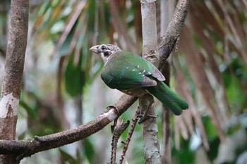 マダラネコドリ Chambers Wildlife Rainforest Lodges 周辺 2022年10月6日(木)