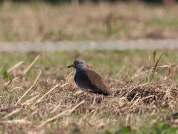 Grey-headed Lapwing Watarase Yusuichi (Wetland) Fri, 11/18/2022