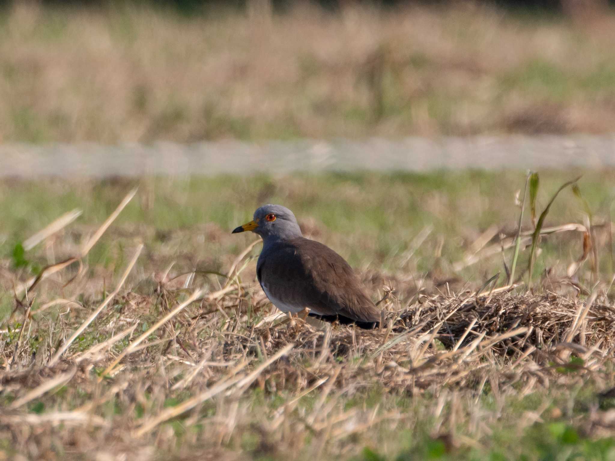 Photo of Grey-headed Lapwing at Watarase Yusuichi (Wetland) by ふなきち