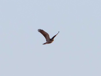 Eurasian Sparrowhawk Watarase Yusuichi (Wetland) Fri, 11/18/2022