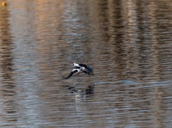 Smew 乙戸沼公園 Sun, 1/11/2015