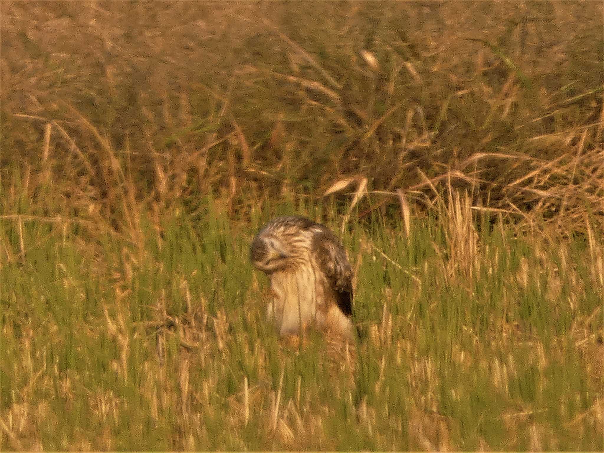  ハイイロチュウヒの写真 by koshi