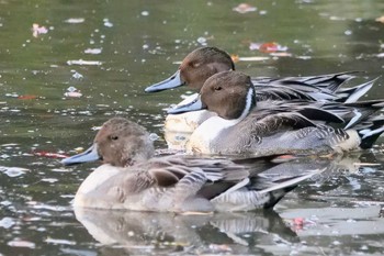 2022年11月12日(土) 鶴岡八幡宮の野鳥観察記録