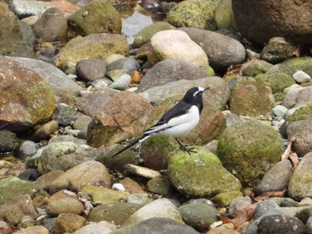 Japanese Wagtail 北川(ゆいっこ橋付近) 宮城県柴田郡川崎町 Sat, 10/22/2022