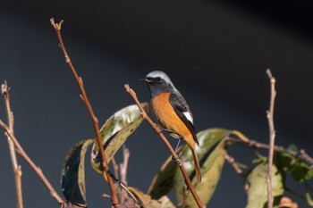 Daurian Redstart 自宅裏 Sat, 11/19/2022