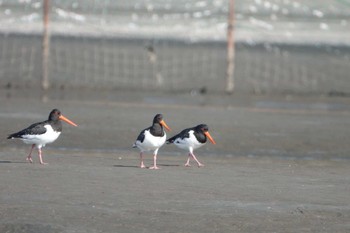 ミヤコドリ ふなばし三番瀬海浜公園 2022年11月6日(日)