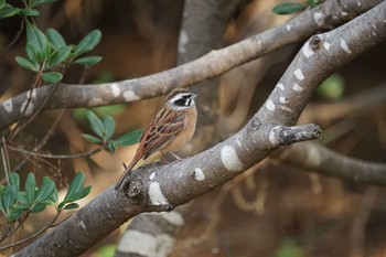 Meadow Bunting 日御碕 Thu, 11/17/2022