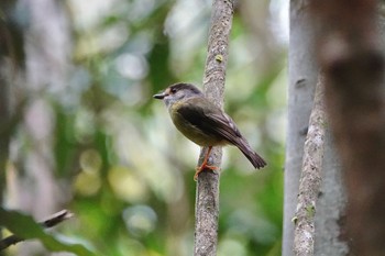 Pale-yellow Robin Chambers Wildlife Rainforest Lodges 周辺 Thu, 10/6/2022