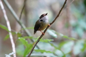 Pale-yellow Robin Chambers Wildlife Rainforest Lodges 周辺 Thu, 10/6/2022