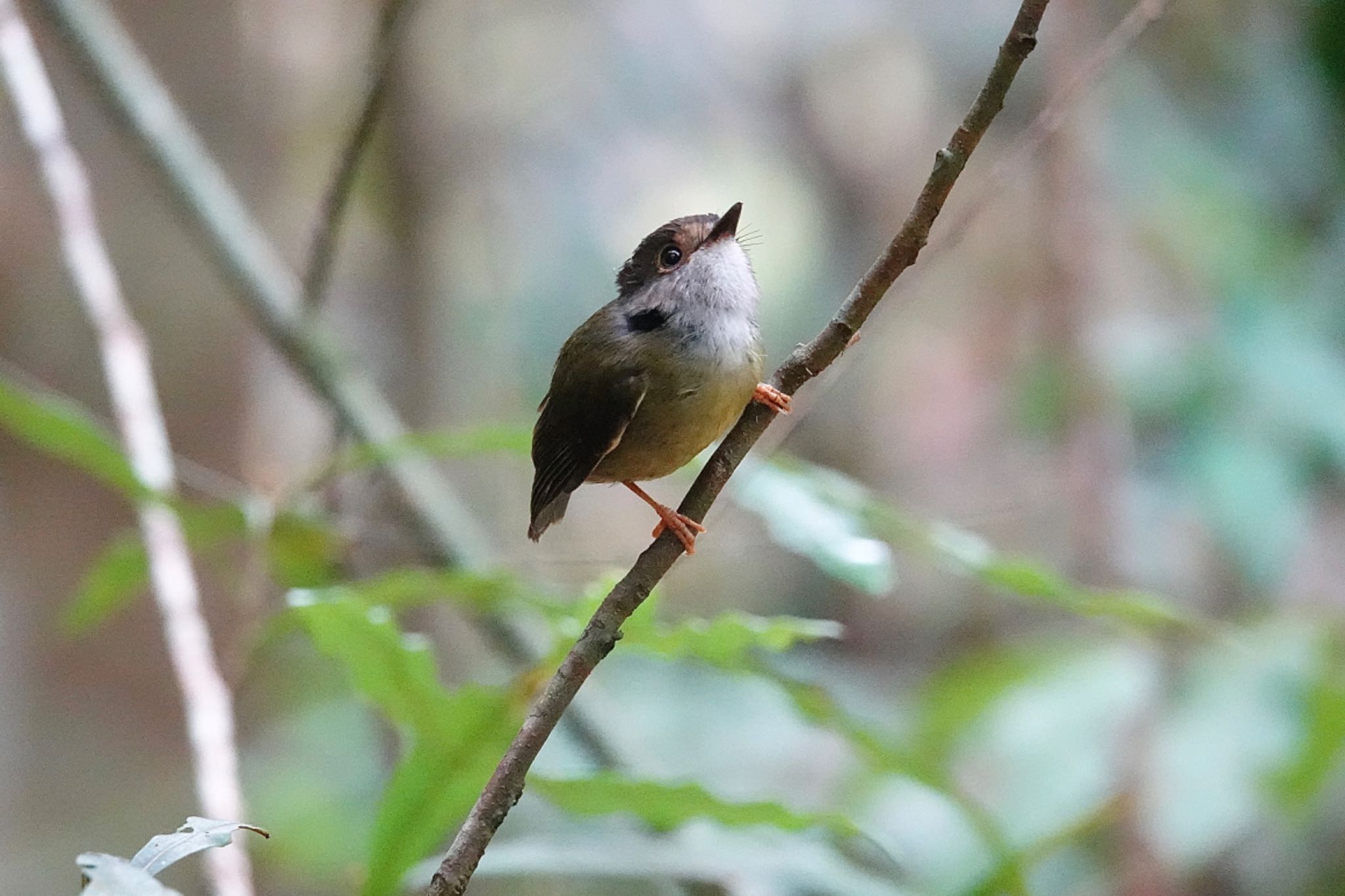 Chambers Wildlife Rainforest Lodges 周辺 キアシヒタキの写真 by のどか