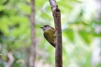 キアシヒタキ Chambers Wildlife Rainforest Lodges 周辺 2022年10月6日(木)