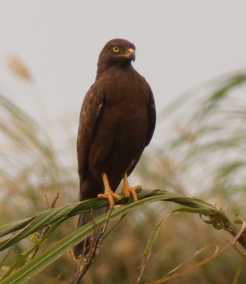 Grey-faced Buzzard Yoron Island Sat, 2/24/2018